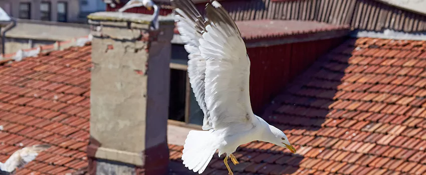 Residential Chimney Animal Removal Solution in Grand Forks, ND